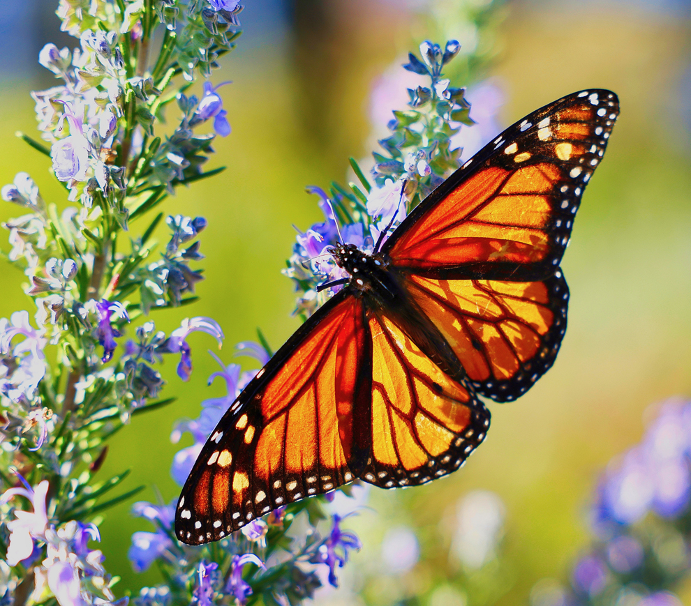 monarchsBlog