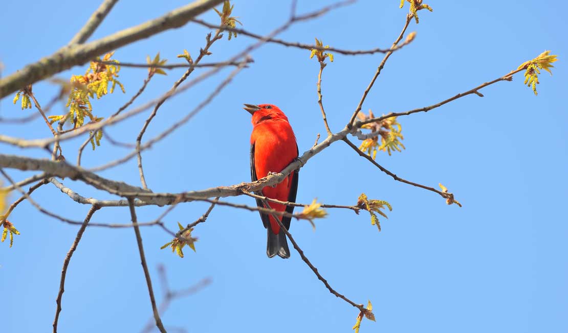 Cape May Bird Observatory | NJ Southern Shore